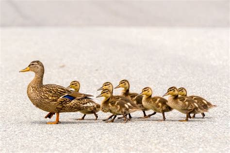 twitter ibu ibu vcs|Mama Duck Desperately Searching for Lost Ducklings on Street .
